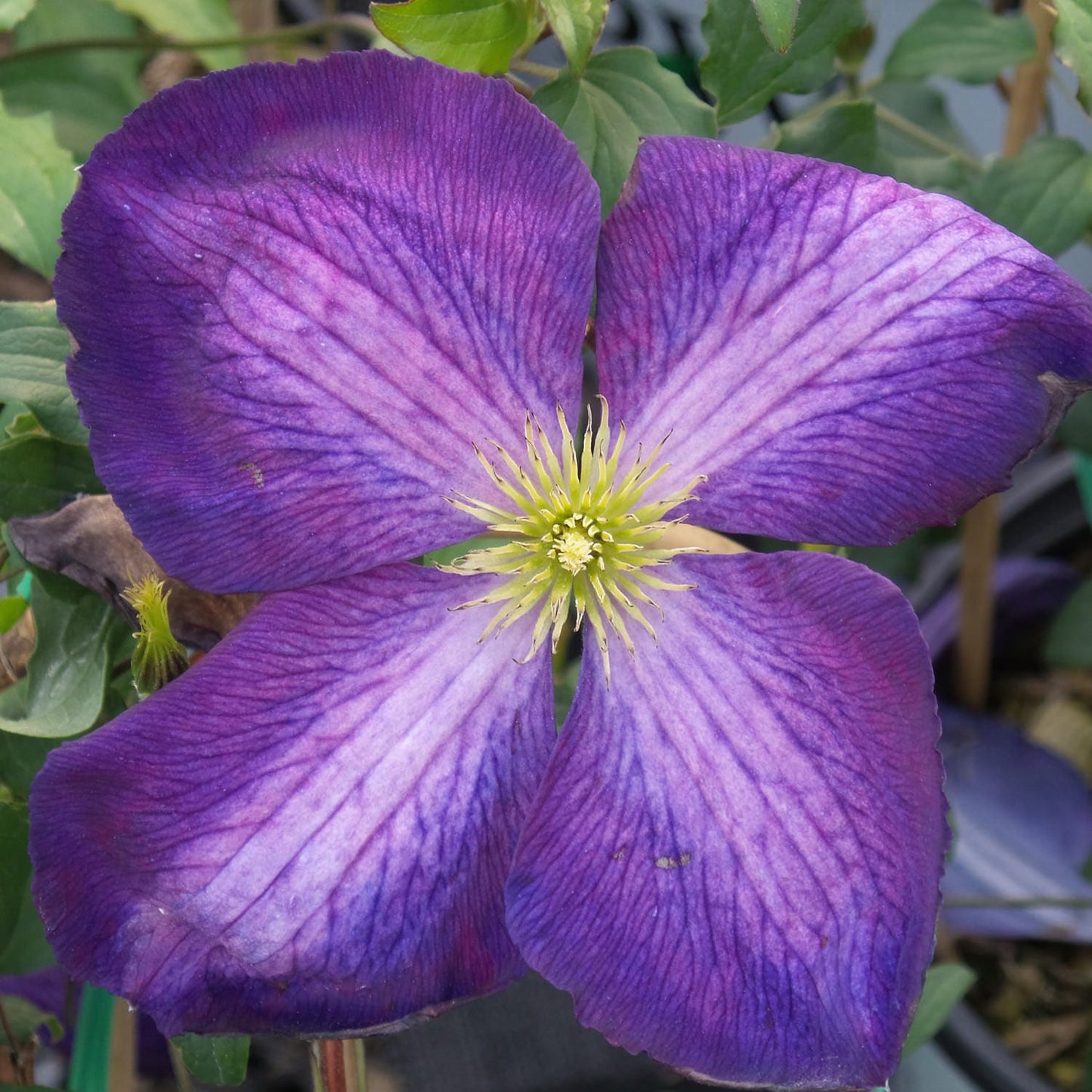 Happy Jack® Purple Clematis - Photo Property of Garden Crossings LLC