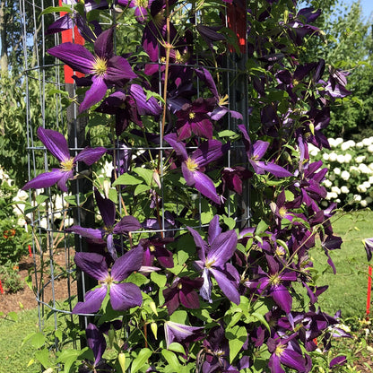 Happy Jack® Purple Clematis - Photo Property of Garden Crossings LLC