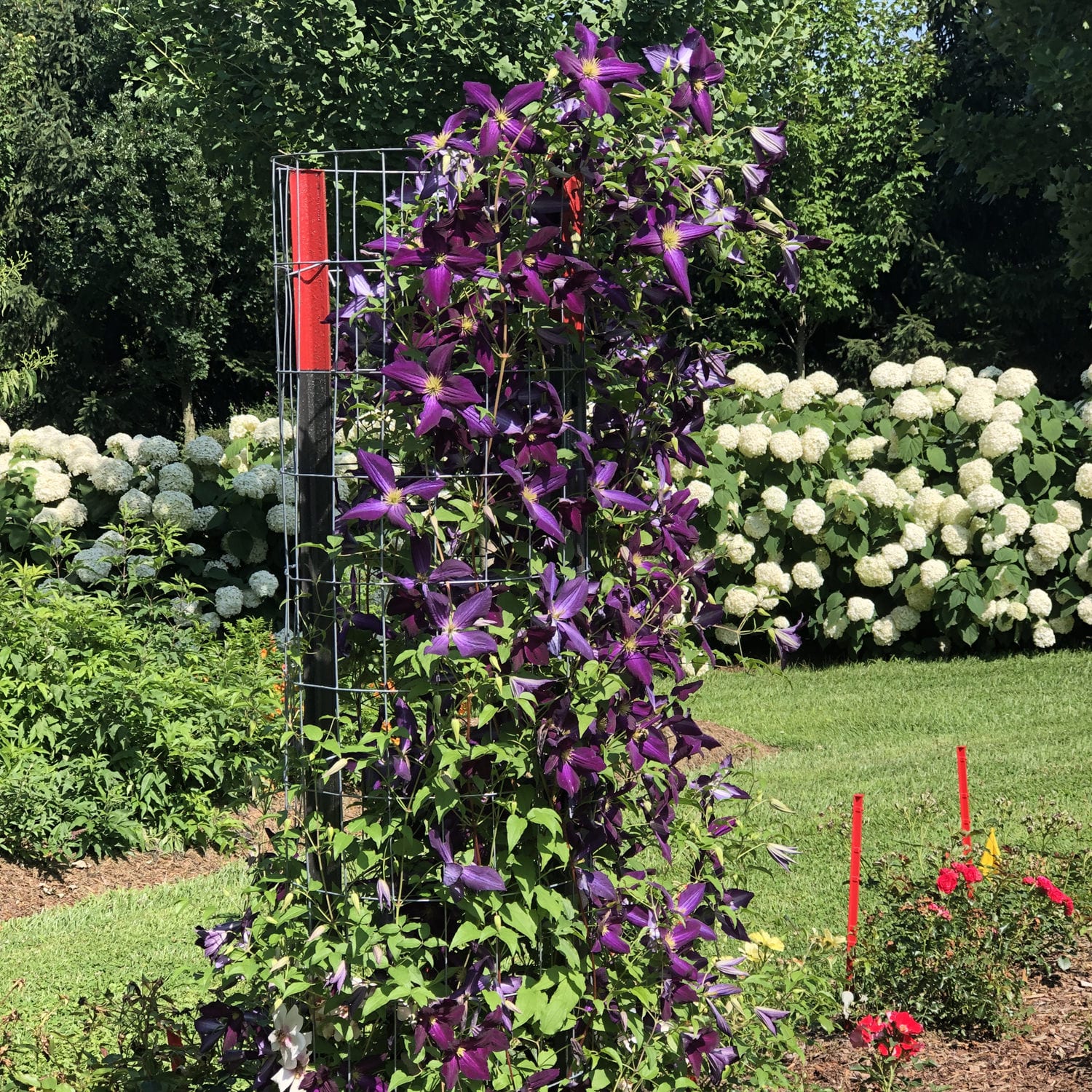 Happy Jack® Purple Clematis - Photo Property of Garden Crossings LLC