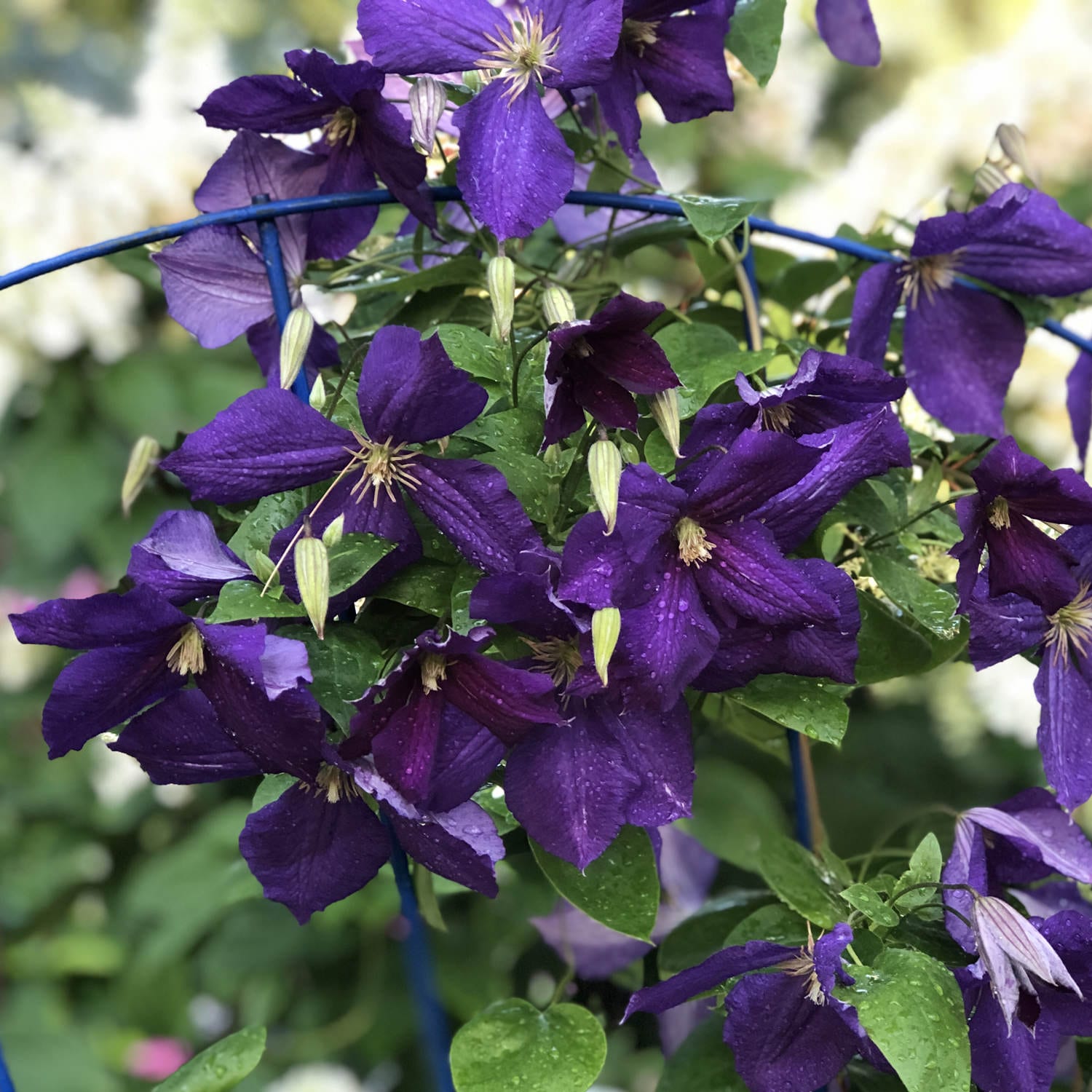 Happy Jack® Purple Clematis - Photo Property of Garden Crossings LLC