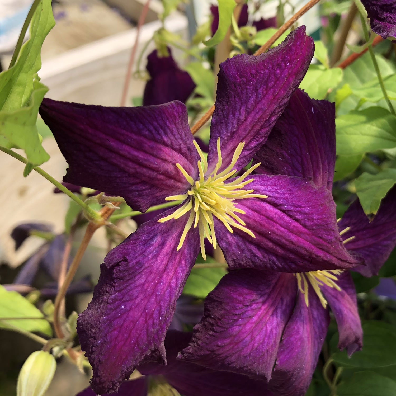 Happy Jack® Purple Clematis - Photo Property of Garden Crossings LLC