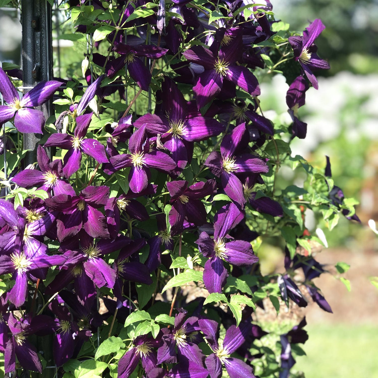 Happy Jack® Purple Clematis - Photo Property of Garden Crossings LLC