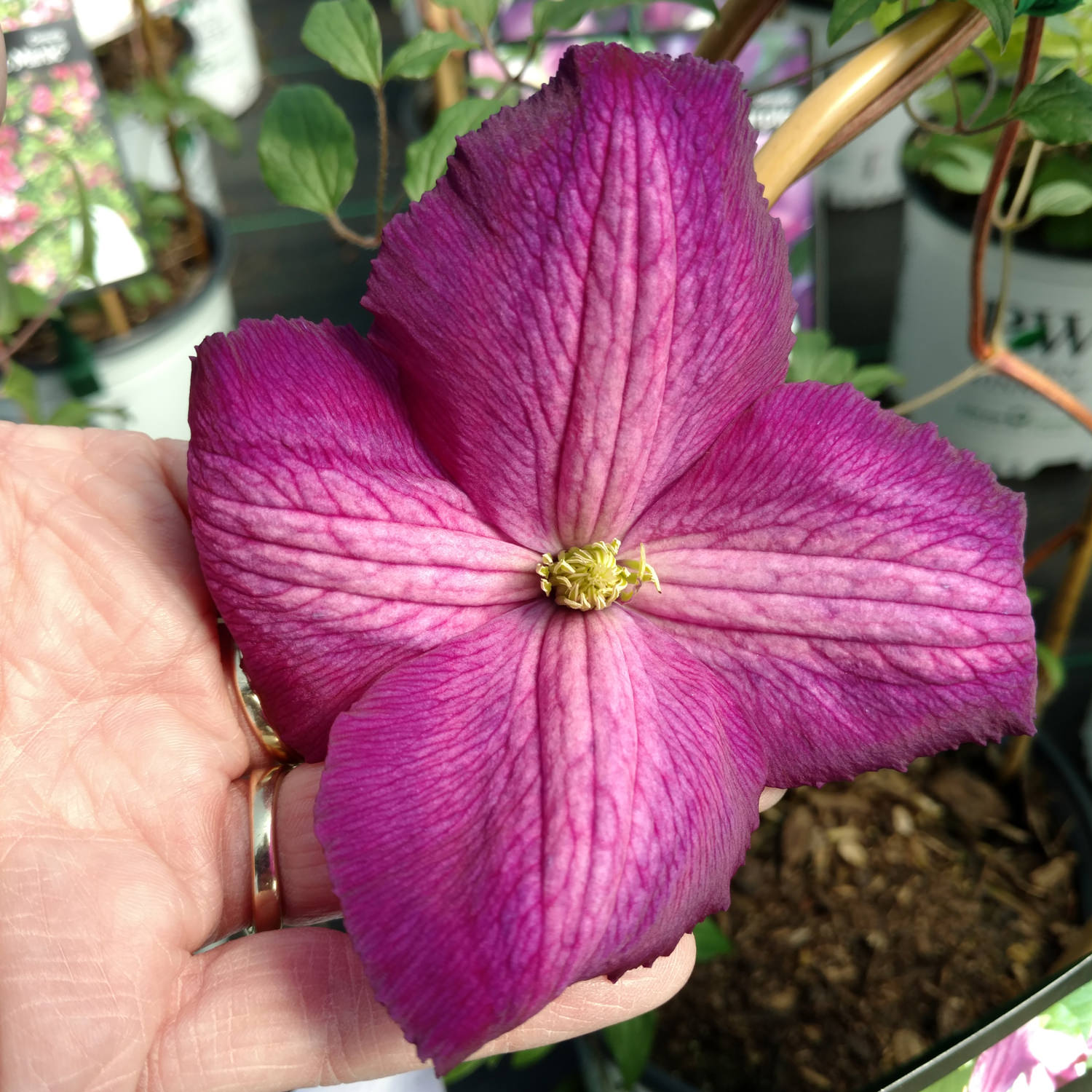 Happy Jack® Purple Clematis - Photo Property of Garden Crossings LLC