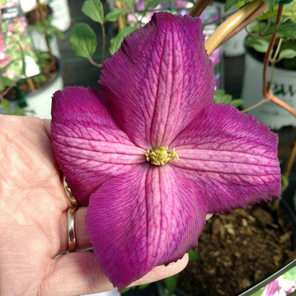 Happy Jack® Purple Clematis - Photo Property of Garden Crossings LLC