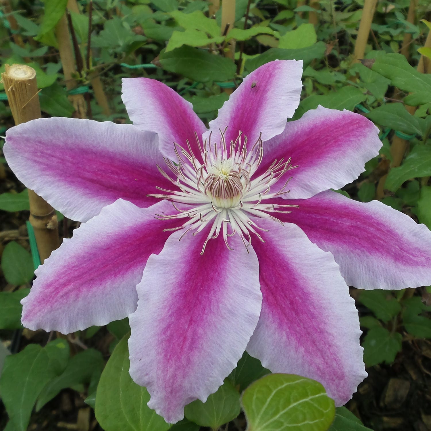 Garden Crossings Kilian Donahue Clematis - Thumbnail 2
