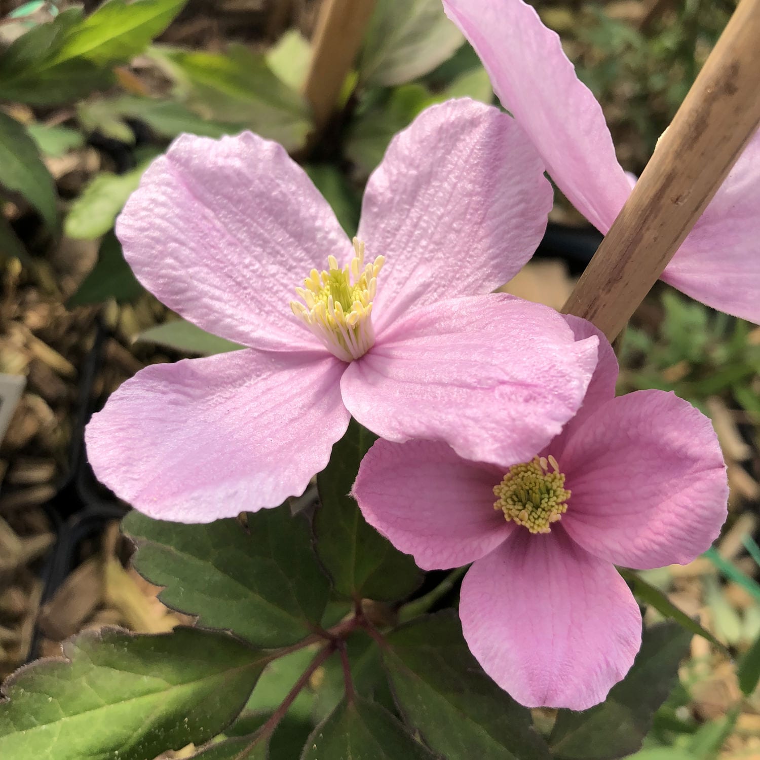 Two pale pink, four-petaled 'Montana Mayleen' Clematis flowers with yellow centers bloom above green, veined leaves. The blossoms are supported by wooden stakes and surrounded by blurred foliage in the background - Photo Property of Garden Crossings LLC.