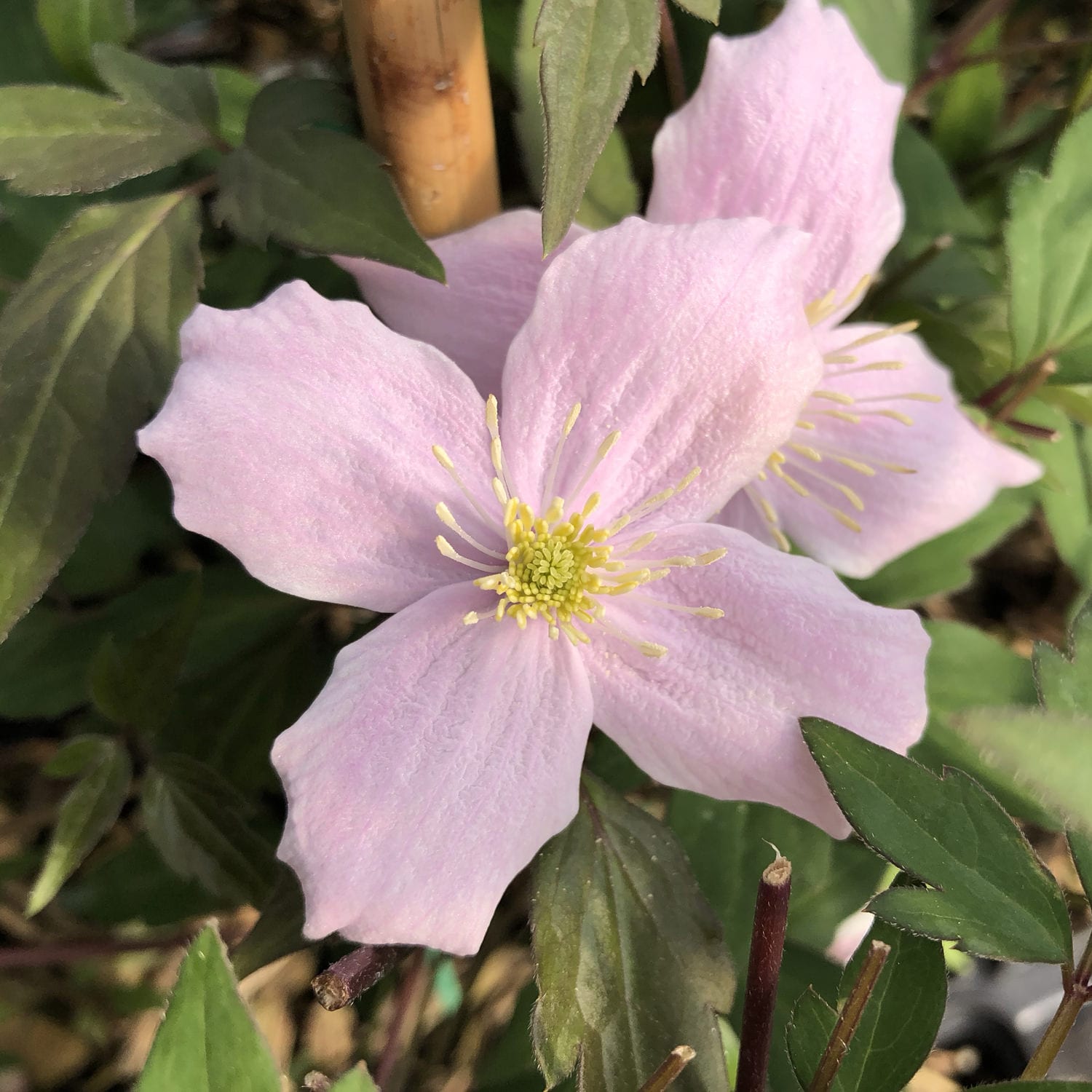 A close-up of the fragrant 'Montana Rubens' Clematis shows its pale pink four-petaled flowers with yellow stamens, surrounded by green leaves on this blooming vine - Photo Property of Garden Crossings LLC.