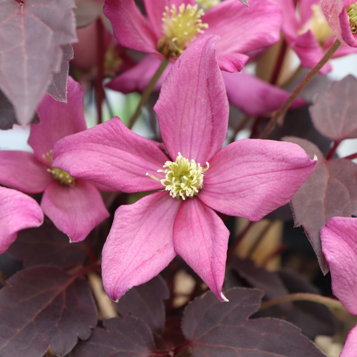 Close-up of Moongate Mocha™ Clematis, a flowering vine with vibrant pink five-petaled blooms, yellow stamens at the center, and deep reddish-purple foliage - Photo Courtesy of Proven Winners, Inc.