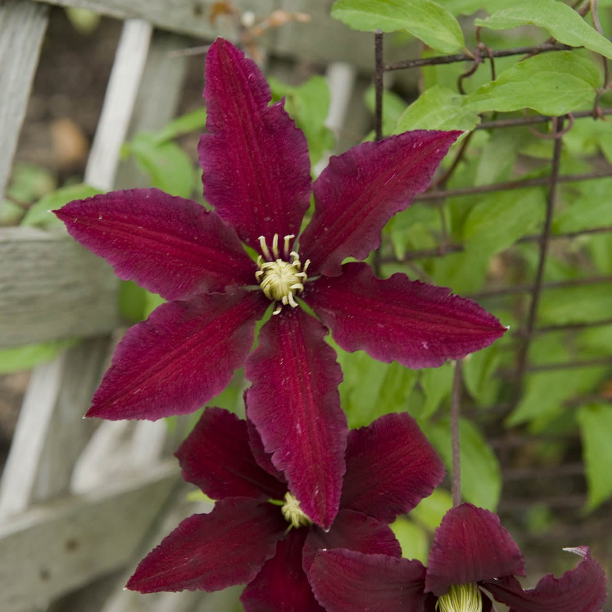 The 'Niobe' Clematis features deep burgundy red flowers with six pointed petals and a pale yellow center, blooming against a wooden trellis and green leafy background - Photo Courtesy of Walters Gardens, Inc.