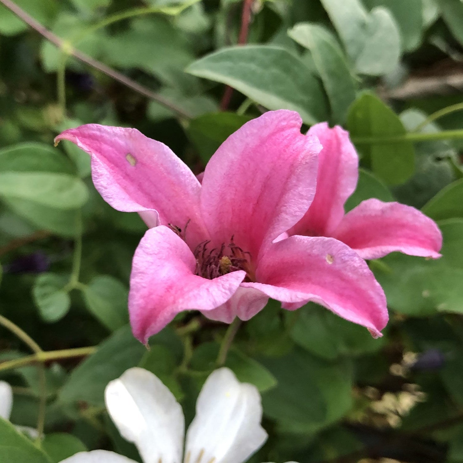 A close-up of a vibrant pink 'Texensis Princess Diana' Clematis bloom with five petals, surrounded by green leaves. The tulip-shaped flower stands out, while a partially visible white flower appears at the bottom of the image - Photo Property of Garden Crossings LLC.