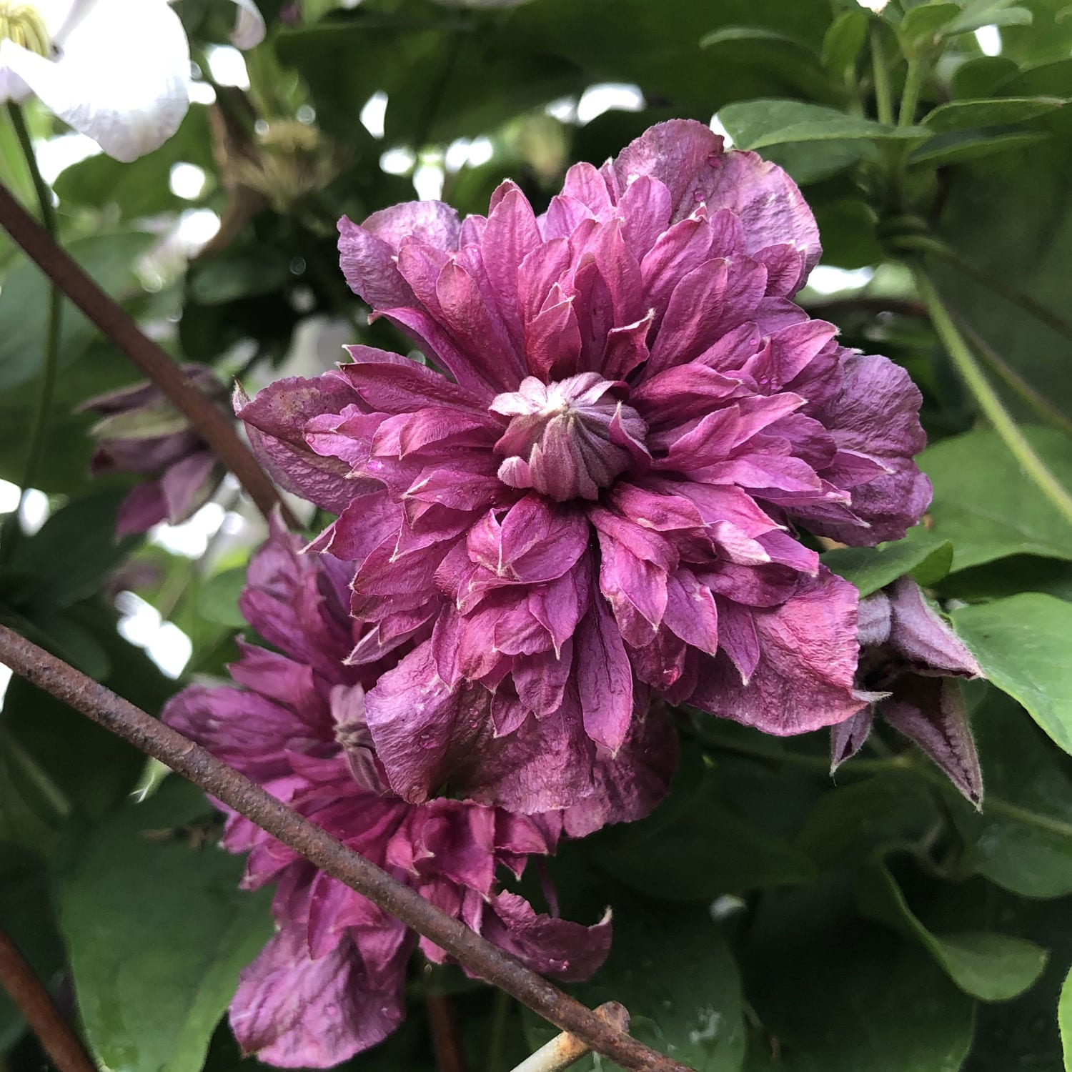 Close-up of a vibrant purple 'Viticella Purpurea Plena Elegans' Clematis double-flowering bloom surrounded by green leaves and partially visible buds in the background - Photo Property of Garden Crossings LLC.