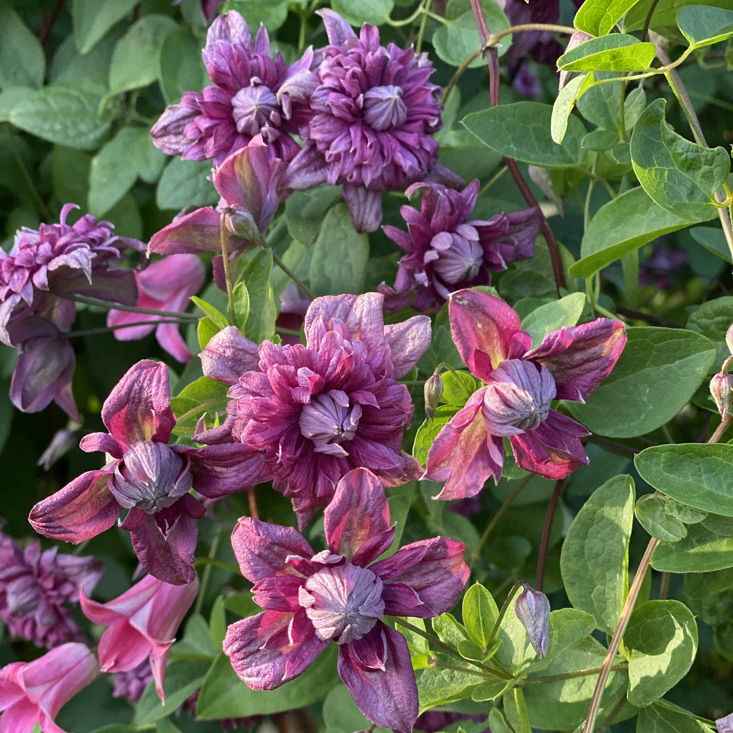 Viticella Purpurea Plena Elegans' Clematis - Photo Property of Garden Crossings LLC
