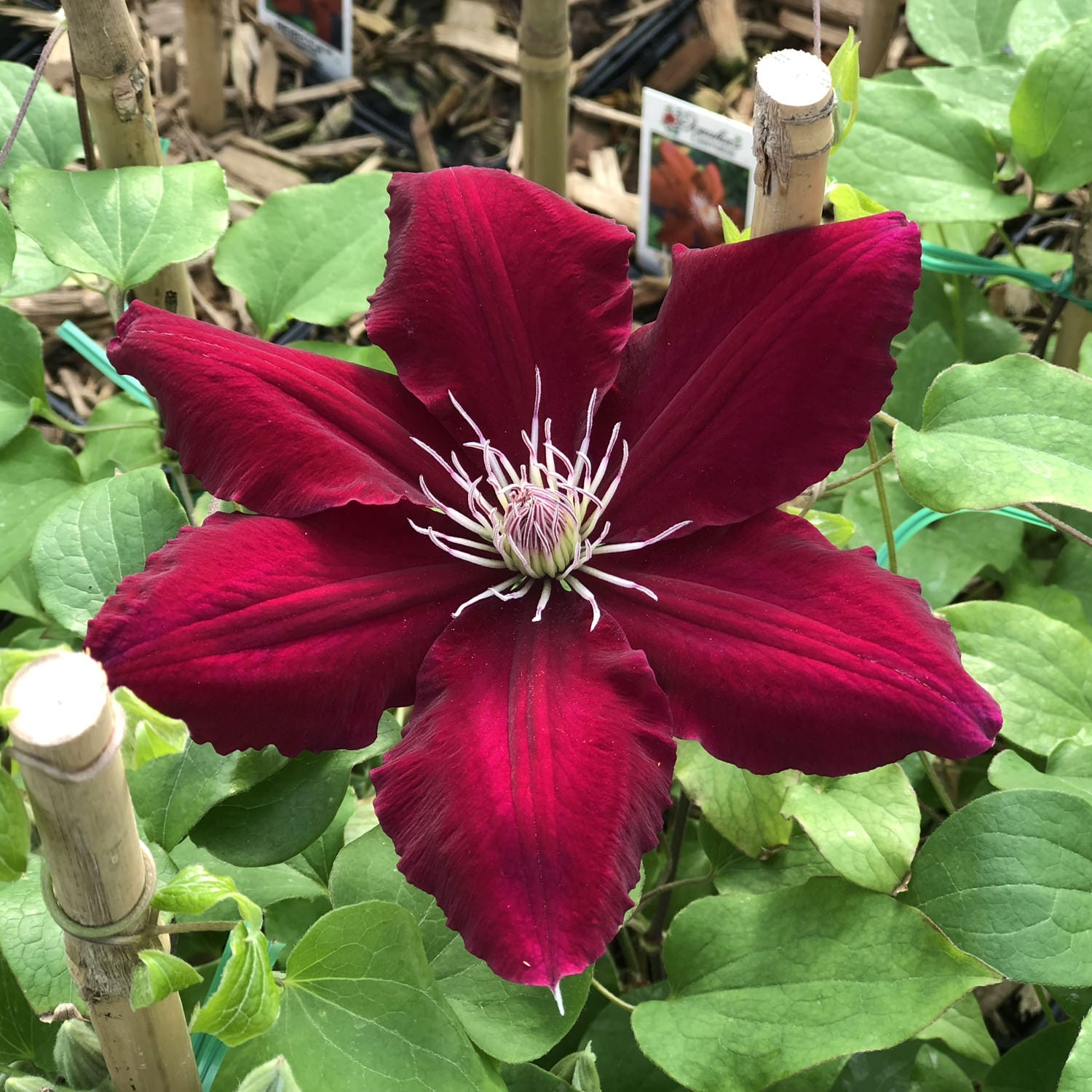 The Boulevard® Rebecca™ Clematis is a deer-resistant plant featuring six large scarlet-red flowers with pale purple stamens, blooming amid green foliage and supported by bamboo stakes in your garden - Photo Property of Garden Crossings LLC.