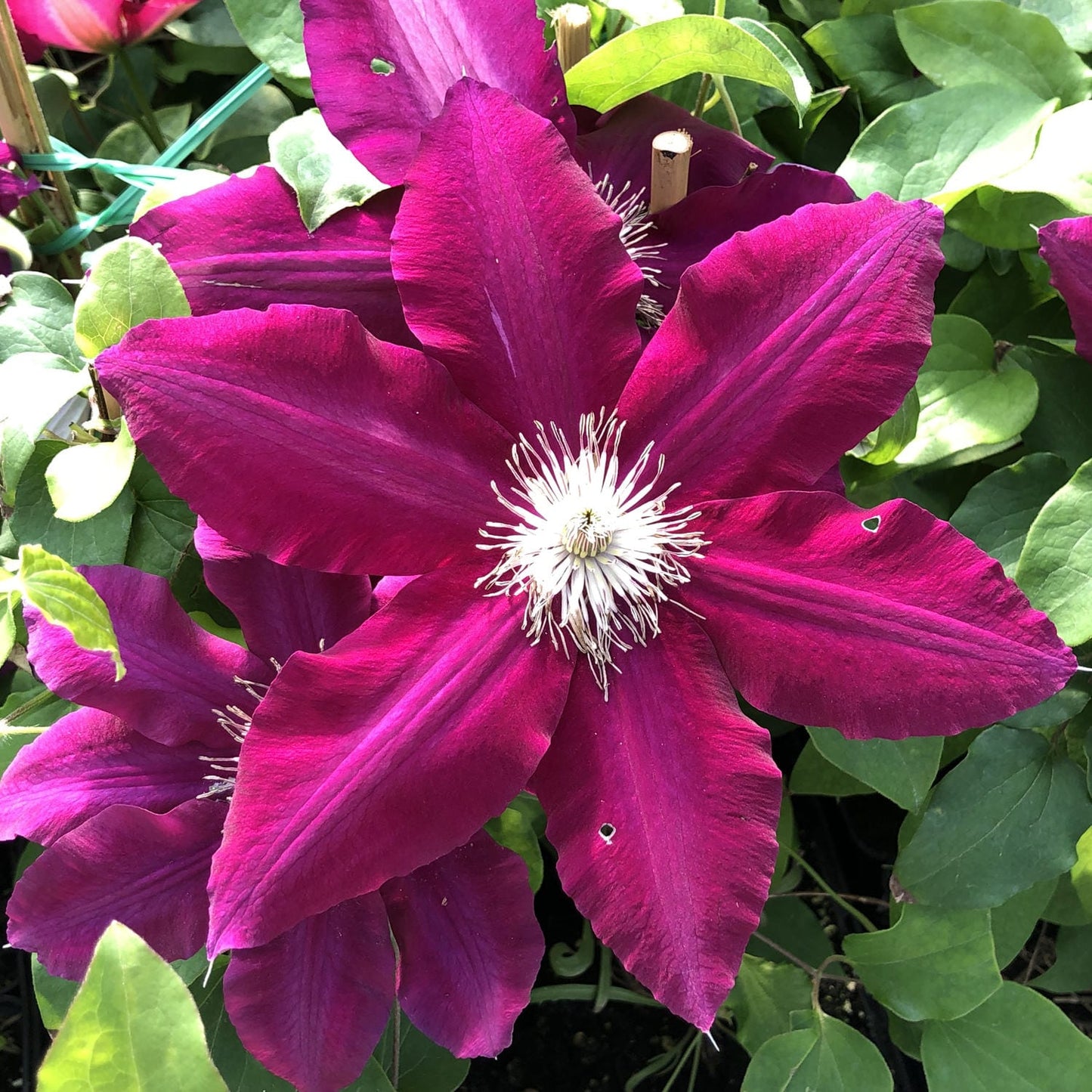 Boulevard® Rebecca™ Clematis - Photo Property of Garden Crossings LLC