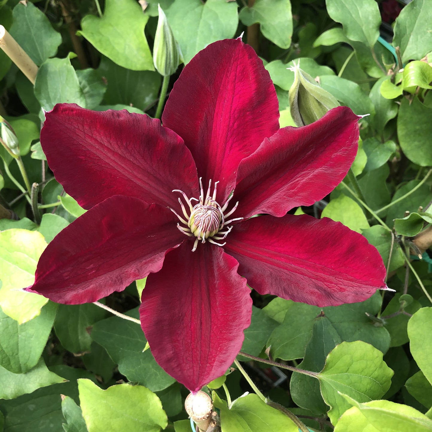 Boulevard® Rebecca™ Clematis - Photo Property of Garden Crossings LLC