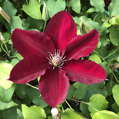 Boulevard® Rebecca™ Clematis - Photo Property of Garden Crossings LLC