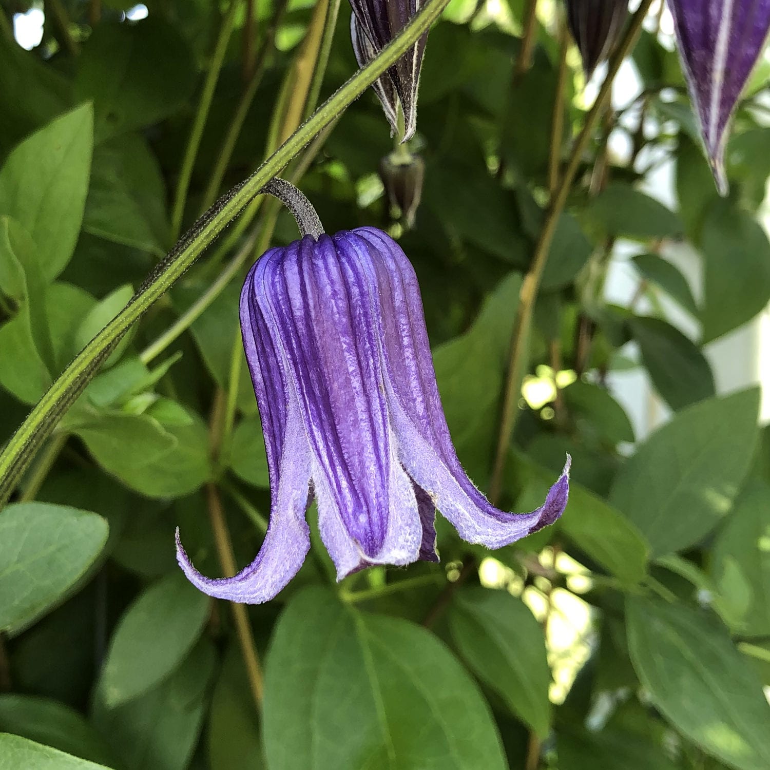 A close-up of a 'Roguchi' Clematis highlights its purple, bell-shaped flowers with curled petals hanging downward among lush green leaves in bright, natural light - Photo Property of Garden Crossings LLC.