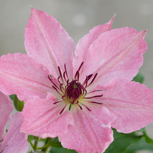 A close-up of Boulevard® 'Sarah Elizabeth™' Clematis displays six pointed pink petals, purple stamens, and a light green center with a soft, blurred background - Photo Courtesy of Donahue's Clematis