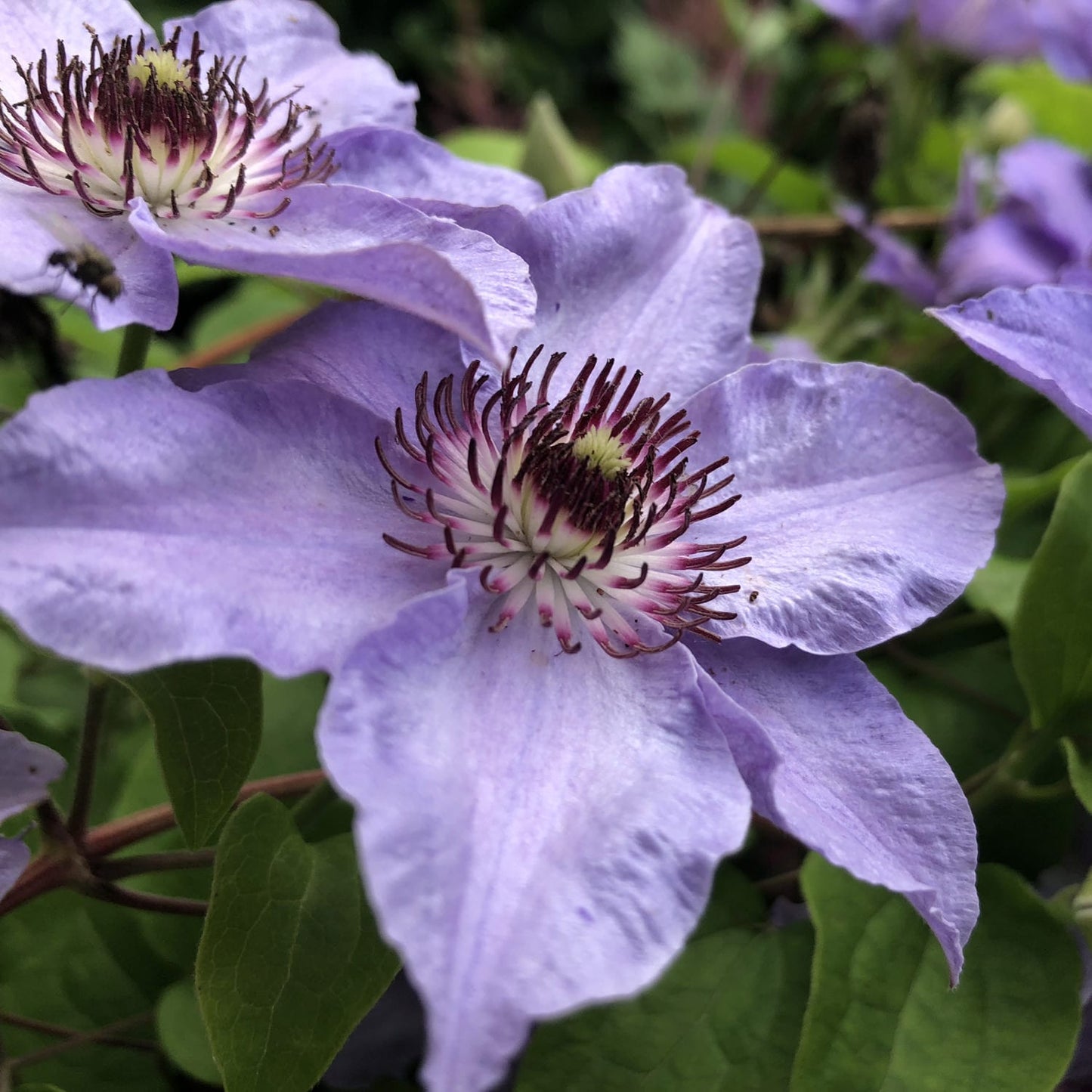 Close-up of a Still Waters™ Clematis bloom with striking dark purple stamens, surrounded by lush green leaves and additional lavender blue flowers from the vigorous Still Waters™ Clematis vines in the background - Photo Property of Garden Crossings LLC.