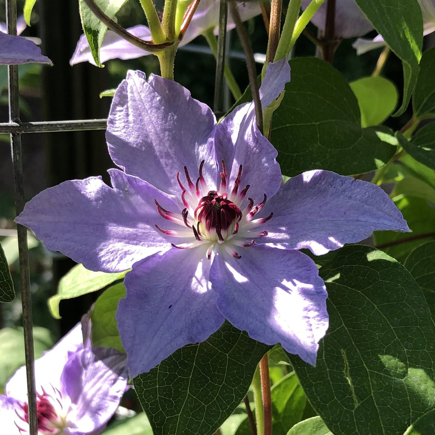 A close-up of a Still Waters™ Clematis flower shows its light lavender-blue petals and deep purple stamens, blooming among green leaves in bright sunlight - Photo Property of Garden Crossings LLC.