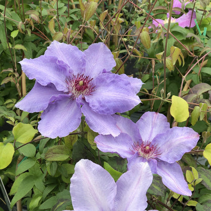 Two large, pale lavender-blue Still Waters™ Clematis flowers with ruffled petals and striking red-centered stamens bloom among lush green clematis vines - Photo Property of Garden Crossings LLC.