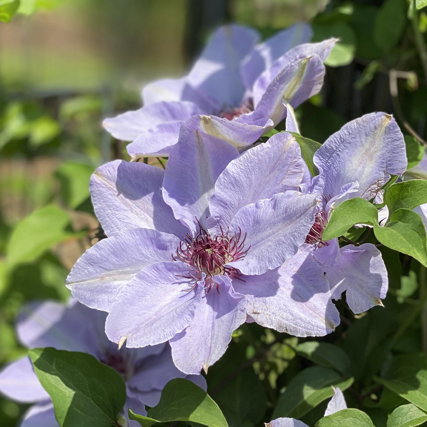 Still Waters™ Clematis features lavender-blue blooms with deep purple centers and lush green leaves - Photo Property of Garden Crossings LLC.