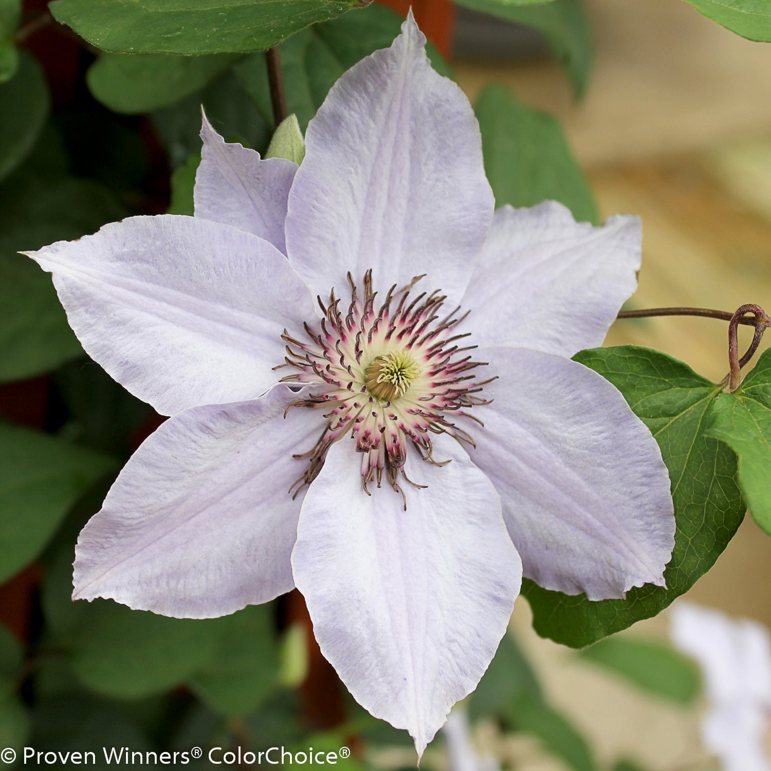 A close-up of the Still Waters™ Clematis shows its pale lavender-blue flowers with pointed petals and purple-tipped stamens, surrounded by green leaves, highlighting the delicate charm of this clematis vine - Photo Courtesy of Proven Winners, Inc.