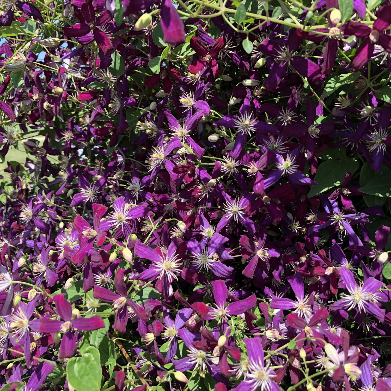 Close-up of a cluster of 'Sweet Summer Love' Sweet Autumn Clematis, with fragrant violet-red, star-shaped blooms and yellow centers among green leaves and buds in sunlight - Photo Property of Garden Crossings LLC.