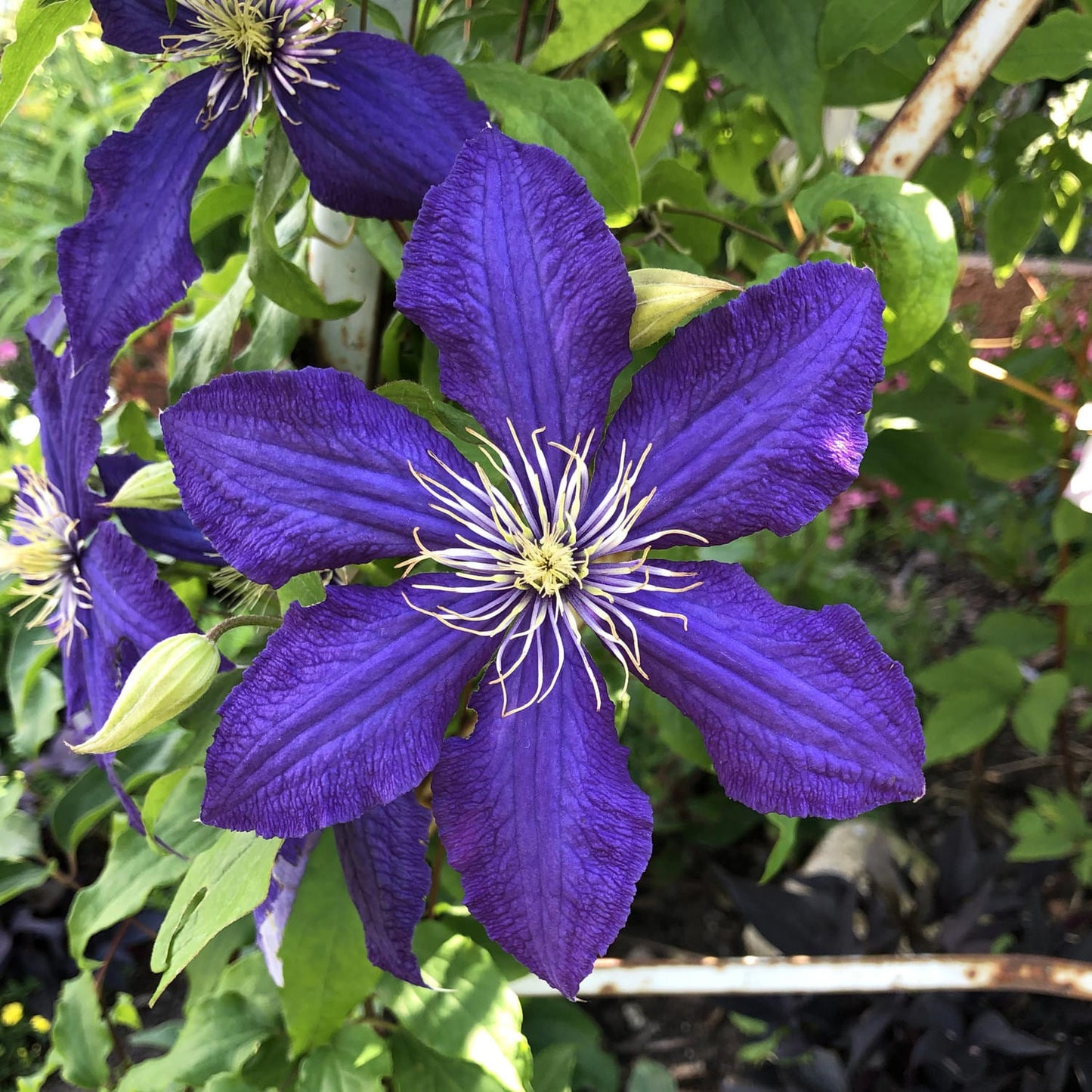 Close-up of 'The President' Clematis, a vibrant purple, deer-resistant pollinator plant with six large petals and white stamens, shown among green leaves and buds in a garden - Photo Property of Garden Crossings LLC.