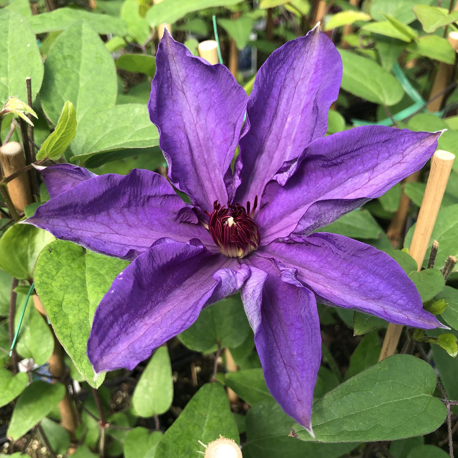 Close-up of 'The President' Clematis features vibrant purple, pointed petals that bloom among green leaves and wooden supports - Photo Property of Garden Crossings LLC.