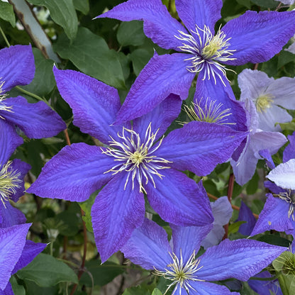 ‘The President’ Clematis features bright purple flowers with pointed petals and white, spiky centers, set among green leaves and additional blooms, creating a stunning, display - Photo Property of Garden Crossings LLC.