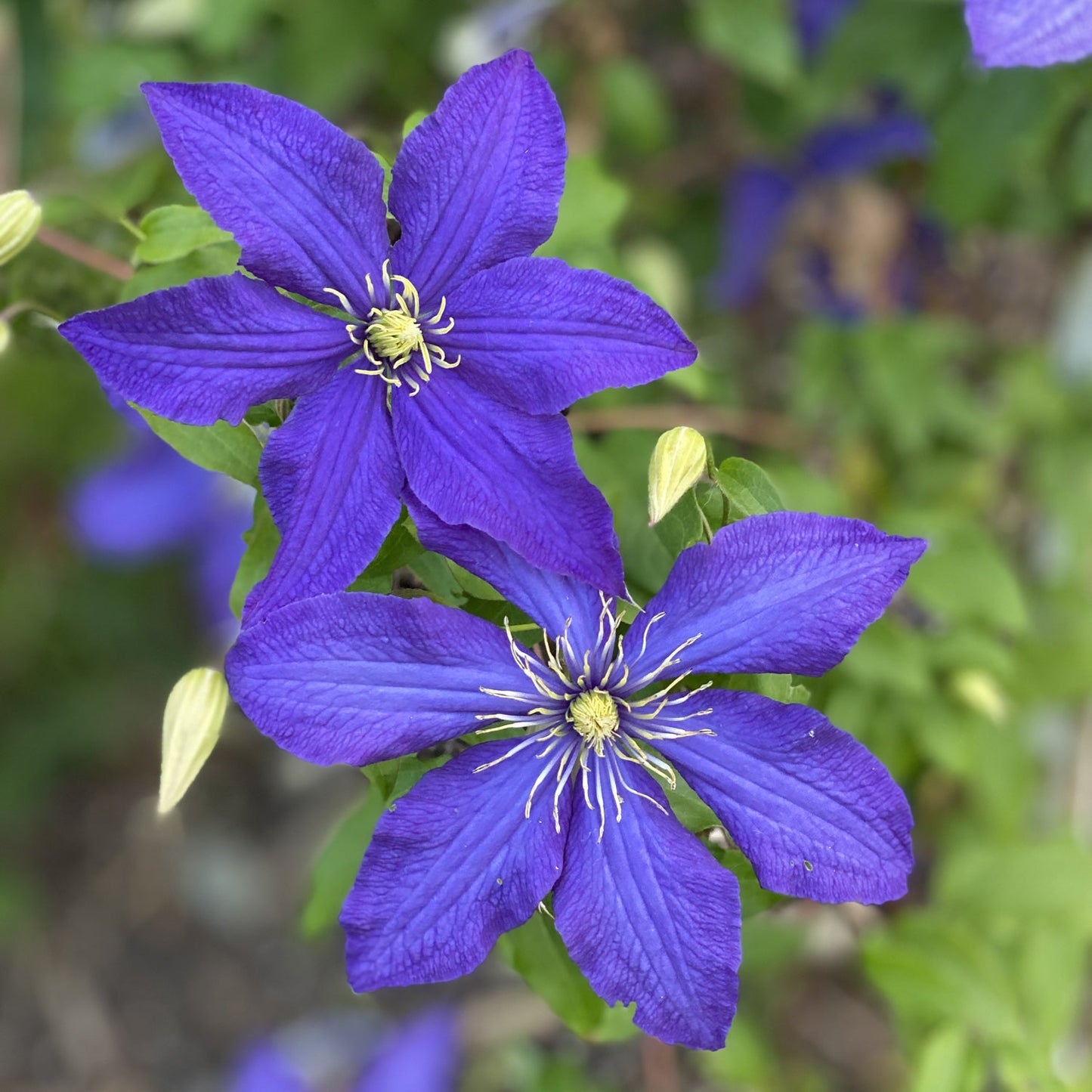 Two vibrant purple 'The President' Clematis flowers with yellow centers and white stamens bloom among green leaves and buds - Photo Property of Garden Crossings LLC.