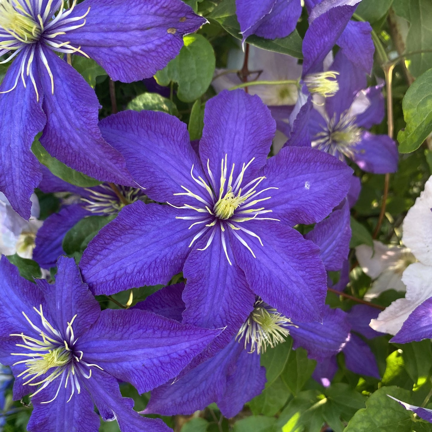 Close-up of 'The President' Clematis: vibrant purple flowers with pointed petals and yellow-white centers, surrounded by green leaves - Photo Property of Garden Crossings LLC.