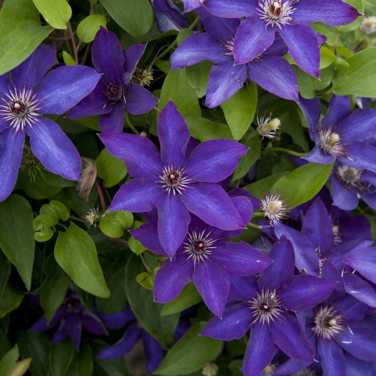 Close-up of ‘The President’ Clematis with vibrant purple, pointed-petal flowers with white centers and lush green foliage - Photo Courtesy of Walters Gardens, Inc.