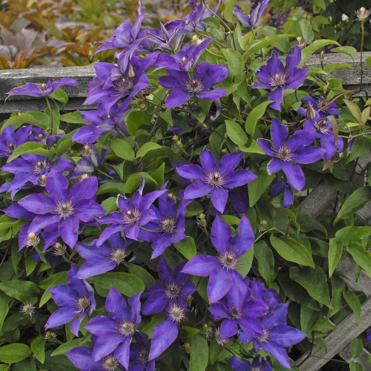 ‘The President’ Clematis with vibrant purple blooms and green foliage, climbs over a wooden lattice fence in the garden - Photo Courtesy of Walters Gardens, Inc.
