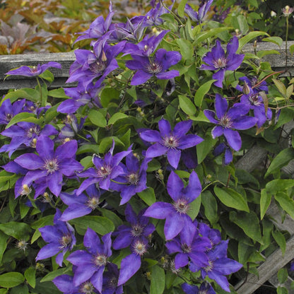 ‘The President’ Clematis with vibrant purple blooms and green foliage, climbs over a wooden lattice fence in the garden - Photo Courtesy of Walters Gardens, Inc.