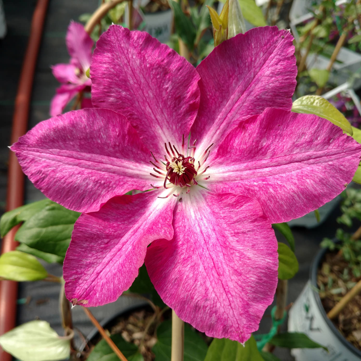 The 'Viva Polonia' Clematis features vibrant pink blooms with six large petals and dark red stamens at the center stands out amid green leaves and background potted plants - Photo Property of Garden Crossings LLC.
