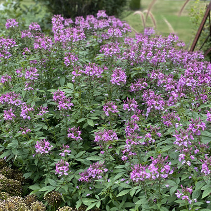 Señorita Rosalita® Spider Flower (Cleome) - Photo Property of Garden Crossings LLC