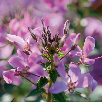 Señorita Rosalita® Spider Flower (Cleome) - Photo Courtesy of Proven Winners, Inc.