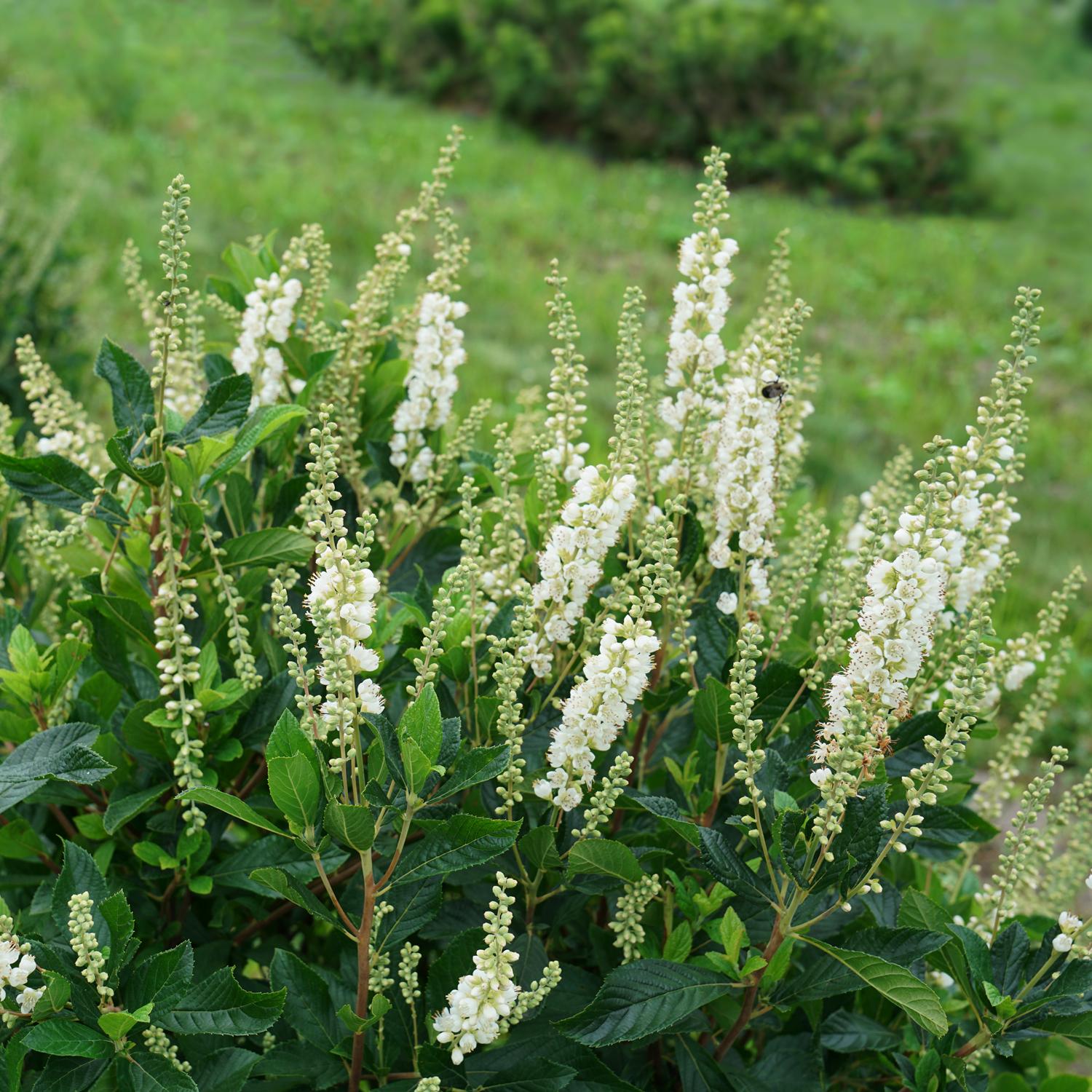 Ripple Effect™ Summersweet (Clethra) - Photo Courtesy of Proven Winners, Inc.
