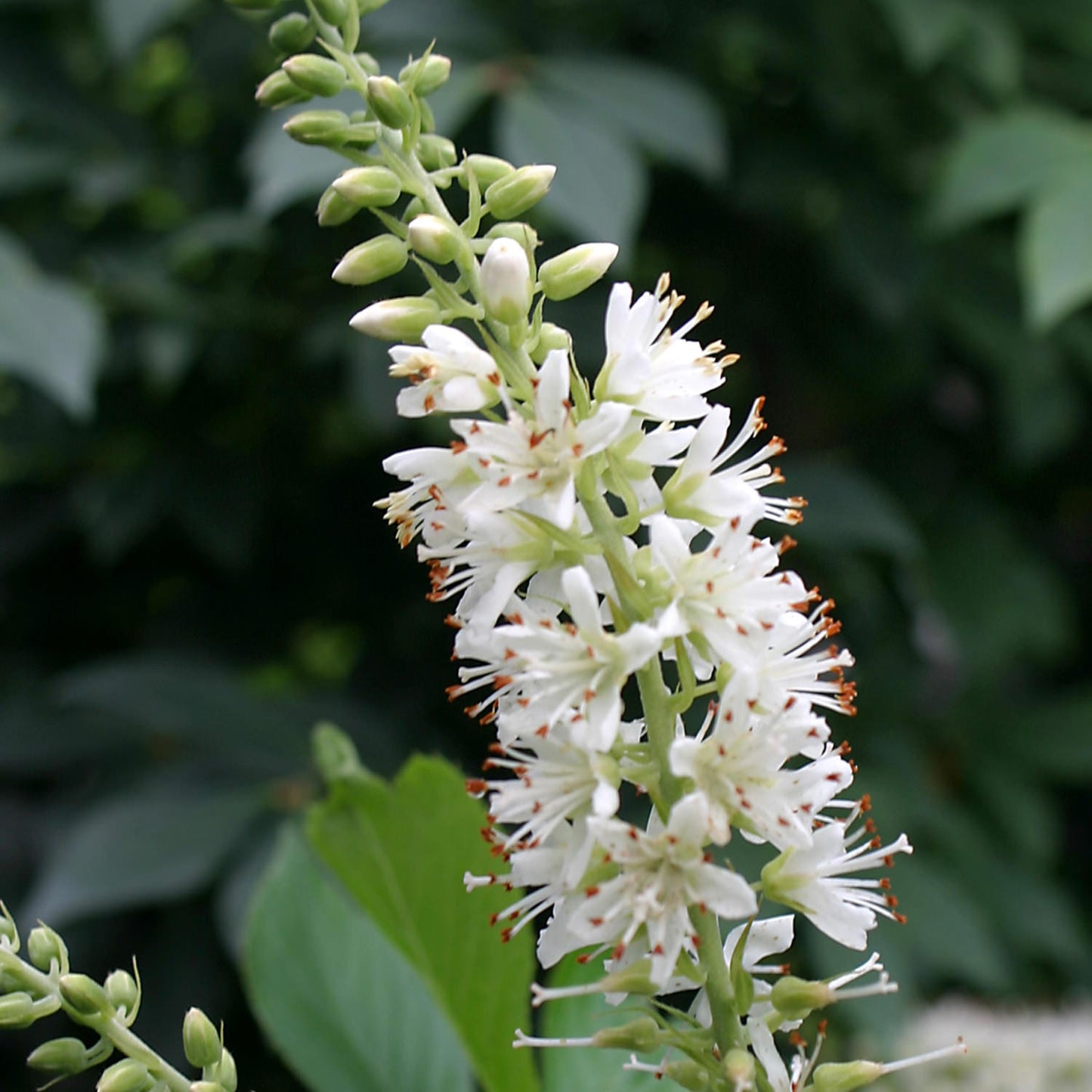Sugartina® 'Crystalina' Summersweet (Clethra) - Photo Courtesy of Proven Winners, Inc.