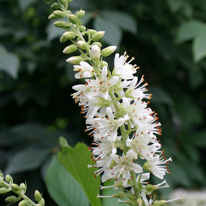 Sugartina® 'Crystalina' Summersweet (Clethra) - Photo Courtesy of Proven Winners, Inc.