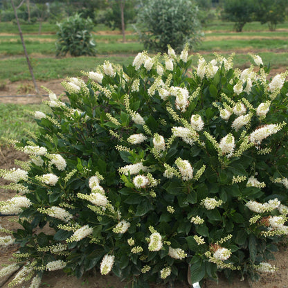 Sugartina® 'Crystalina' Summersweet (Clethra) - Photo Courtesy of Proven Winners, Inc.