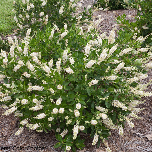 Top-down view of Vanilla Spice® Summersweet (Clethra) is a compact, fragrant shrub with glossy green leaves and upright spikes of white flowers, attracting butterflies in a mulched garden bed - Photo Courtesy of Proven Winners, Inc. 