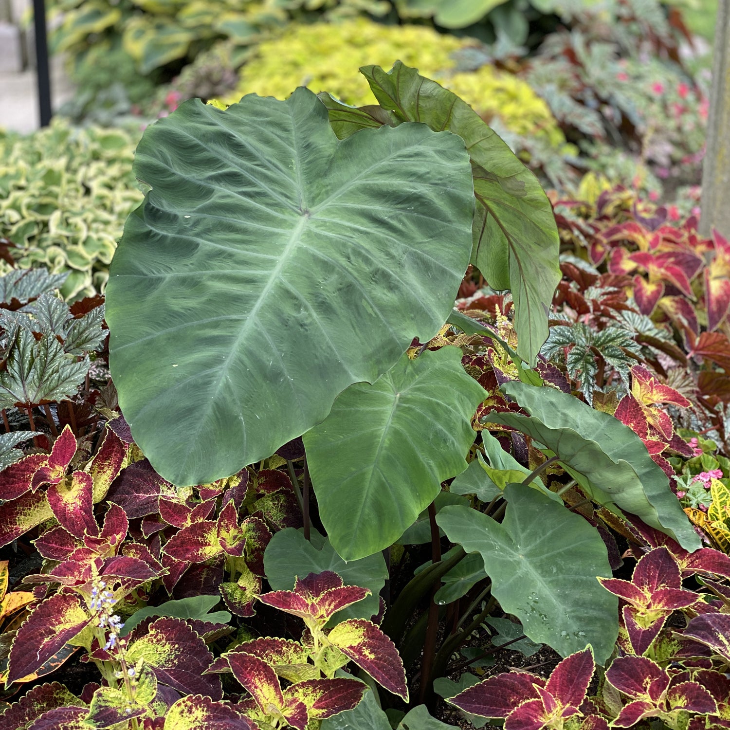 Heart of the Jungle® Elephant's Ear (Colocasia) - Photo Property of Garden Crossings LLC