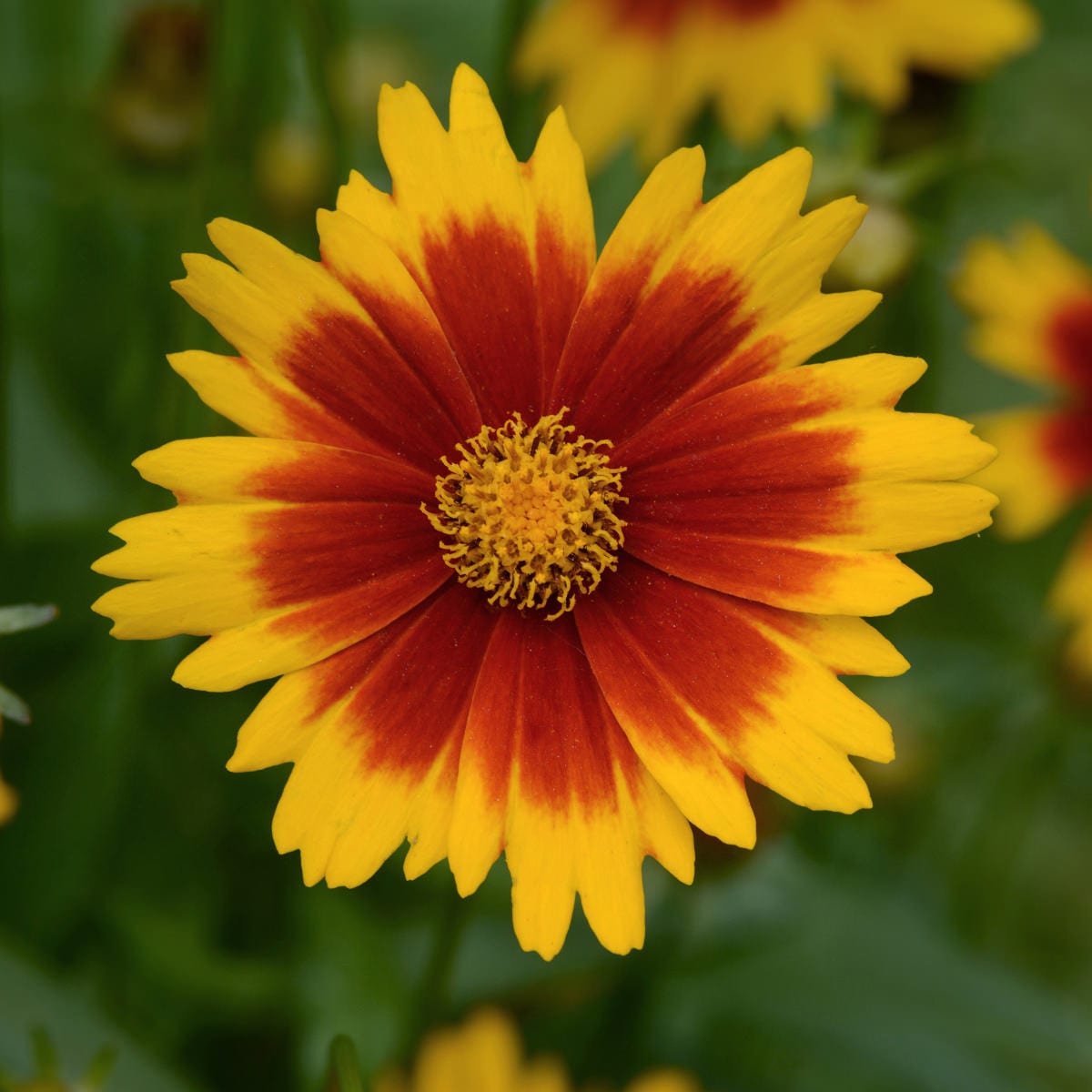 Uptick™ Gold & Bronze Tickseed (Coreopsis) - Photo Courtesy of Walters Gardens, Inc.
