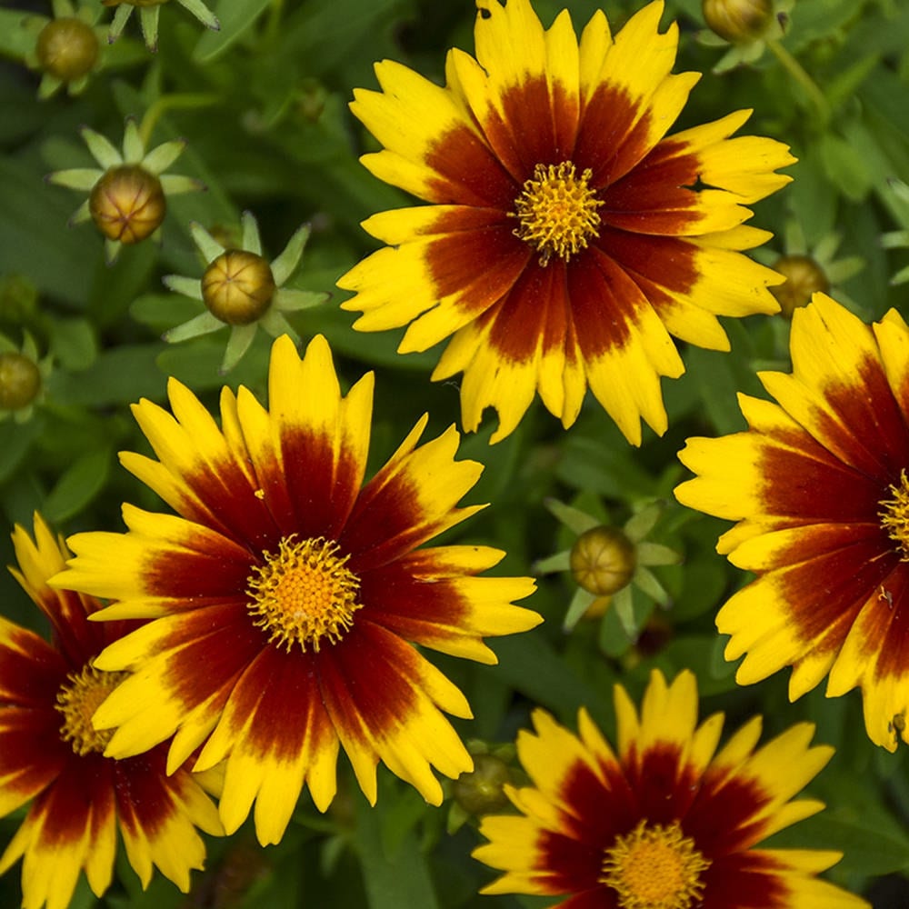 Uptick™ Gold & Bronze Tickseed (Coreopsis) - Photo Courtesy of Walters Gardens, Inc.