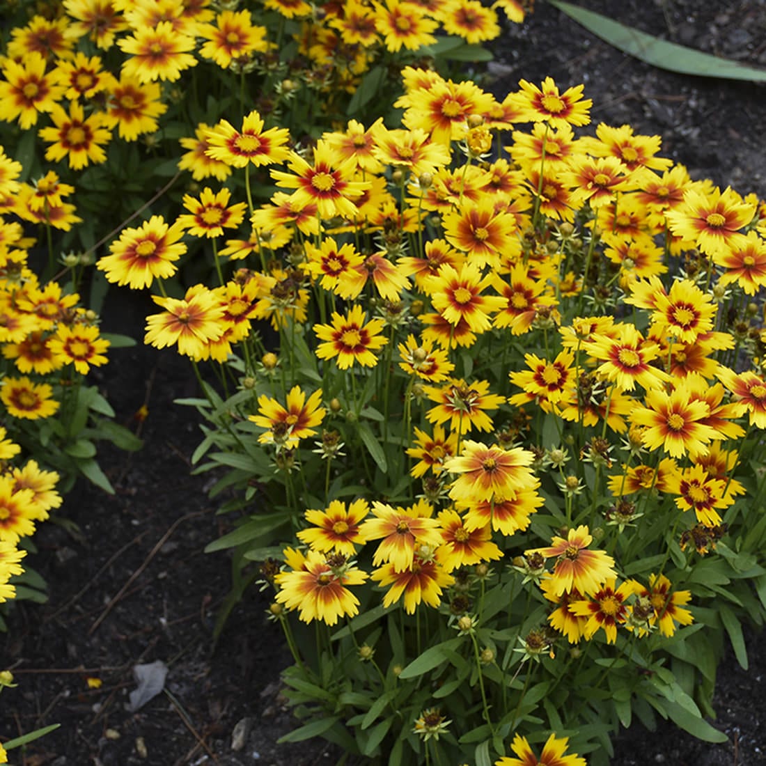 Uptick™ Gold & Bronze Tickseed (Coreopsis) - Photo Courtesy of Walters Gardens, Inc.