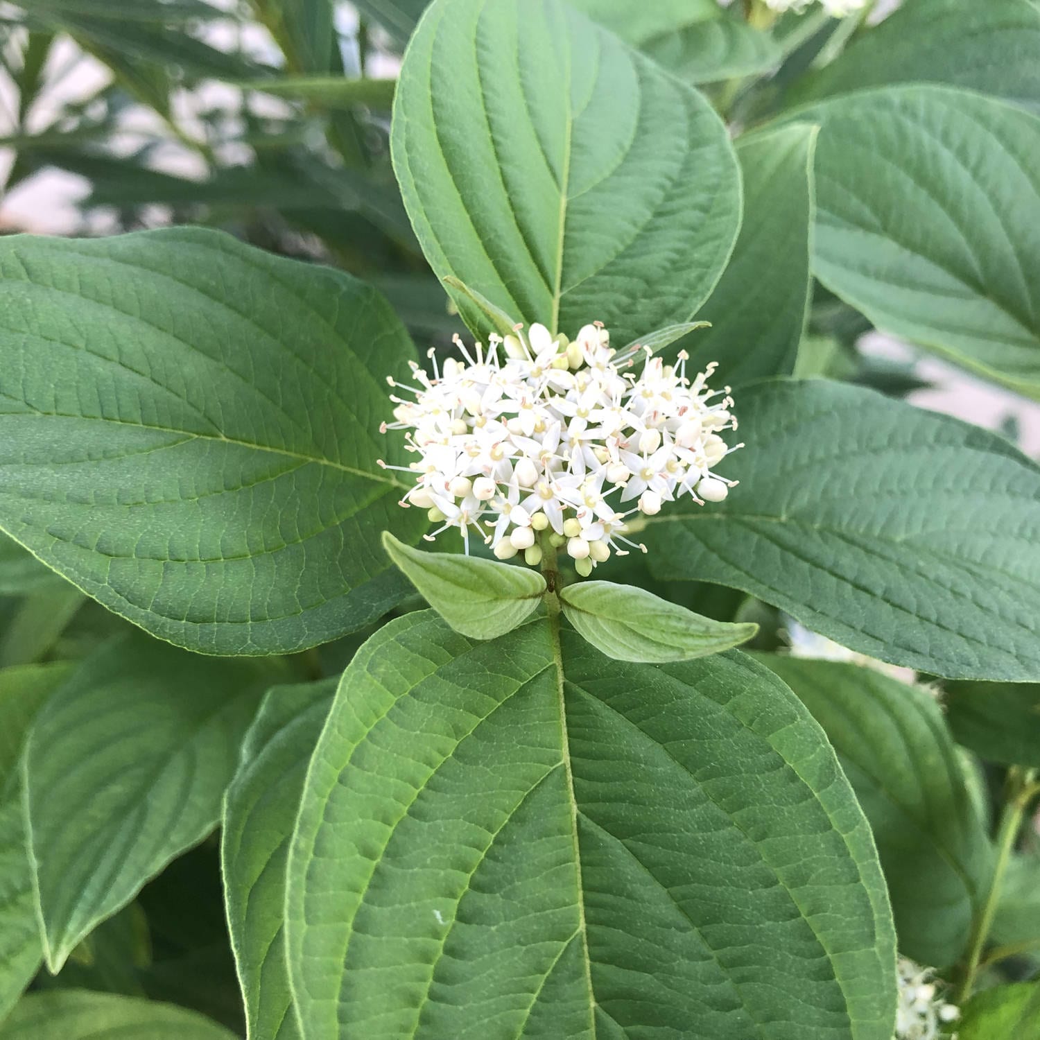 Zone 2 - Plants