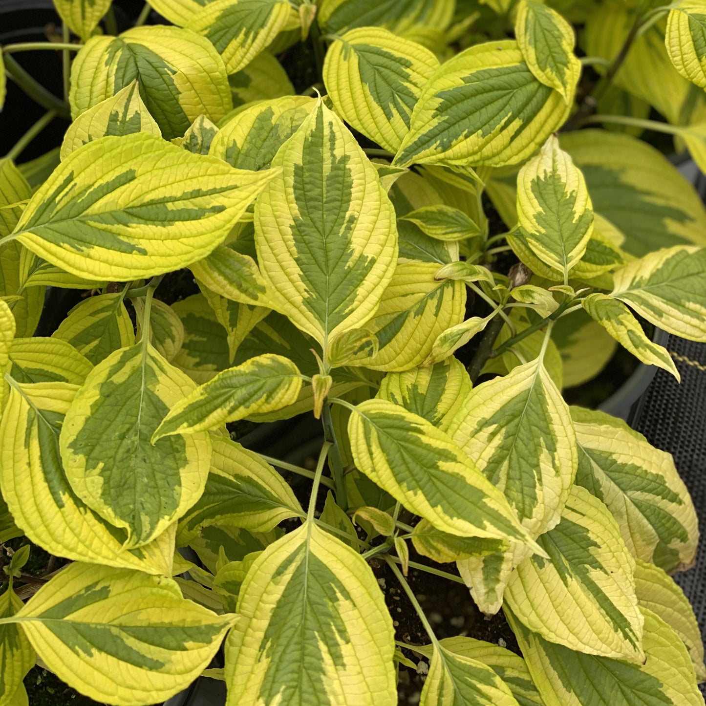Golden Shadows® Pagoda Dogwood (Cornus) - Photo Property of Garden Crossings LLC